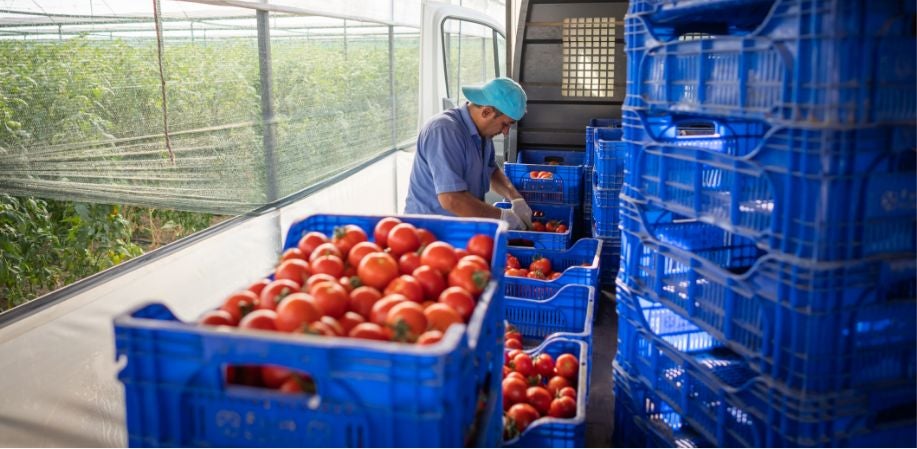Guy with crates of tomatoes
